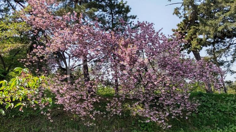 弘前公園の桜２ 弘前公園,さくら,ピンクの写真素材