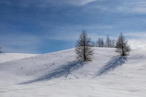 雪の丘に刻む足跡と樹々の長い影 雪原,雪,樹木の写真素材