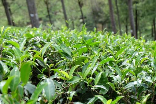 スリランカ　ヌワラ・エリヤの茶畑 紅茶,セイロンティー,チャノキの写真素材