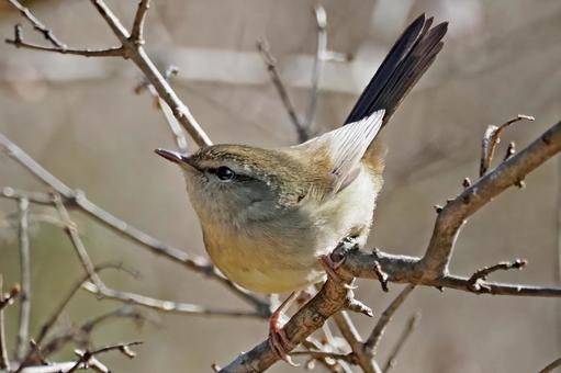 ウグイス４ 鶯,うぐいす,ウグイスの写真素材