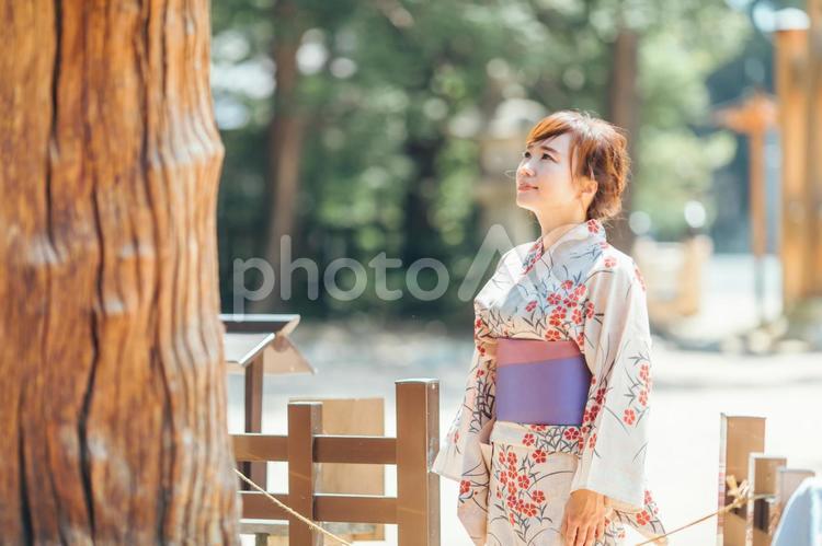 御神木に拝む浴衣を着た女性 ご神木,神社,お参りの写真素材