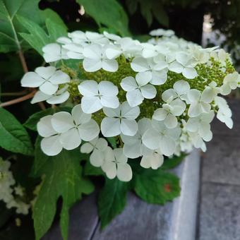 紫陽花 紫陽花の写真