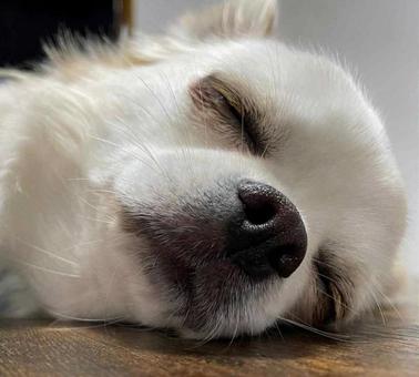 お昼寝中のチワワの写真