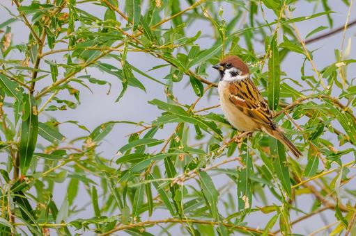 スズメの若鳥(63) 鳥,スズメ,若鳥の写真素材