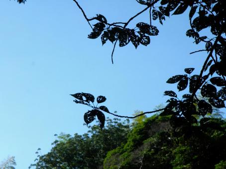 青空に移る枝の写真