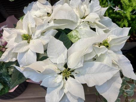 ホワイトプリンセチア プリンセチア,冬,花の写真素材