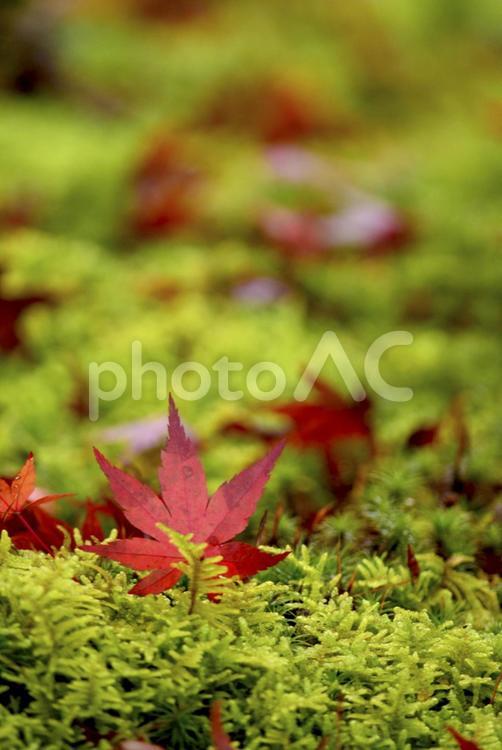 苔の上に落ちたもみじ 紅葉,もみじ,落ち葉の写真素材