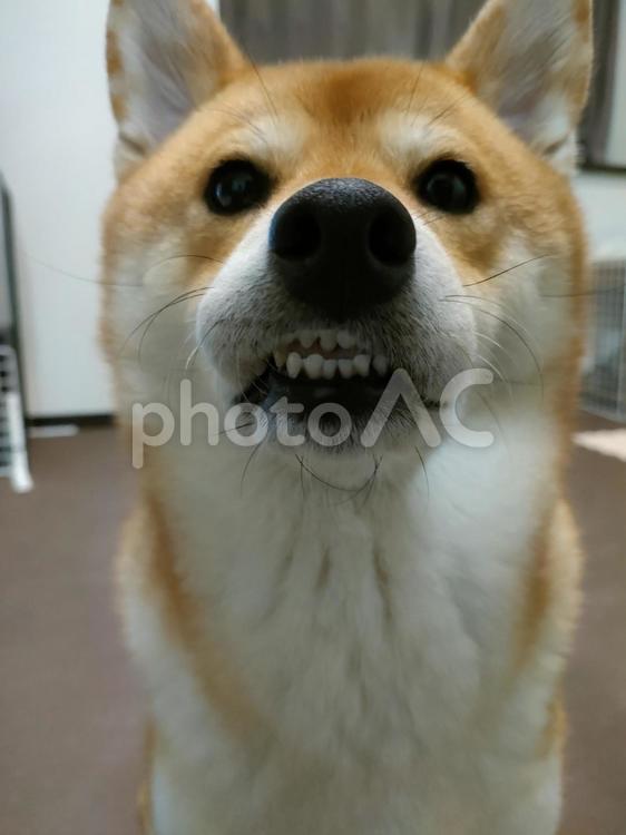 歯茎に唇がくっついた柴犬！ 犬,柴犬,シバの写真素材