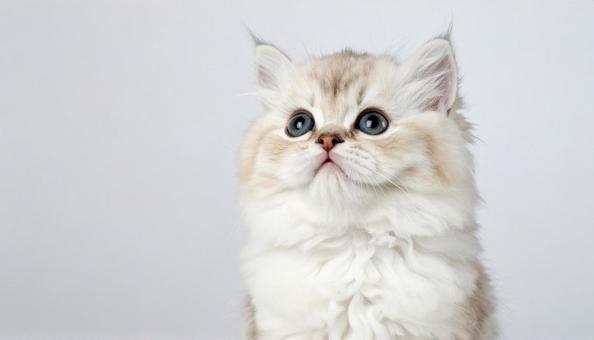 ふわふわの子猫の写真