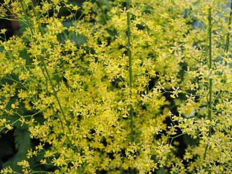 黄色い小花 黄色い小花 黄色い花,小花,野花の写真素材
