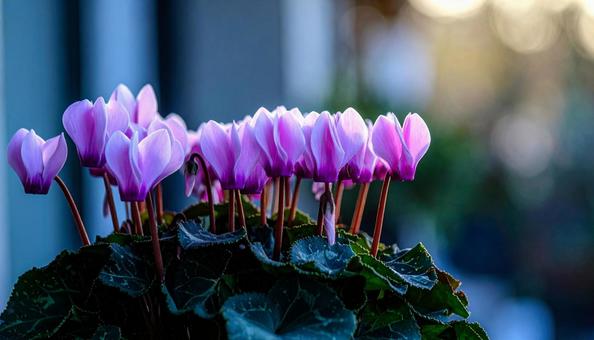 冬の花 シクラメン 冬の花 シクラメンの写真