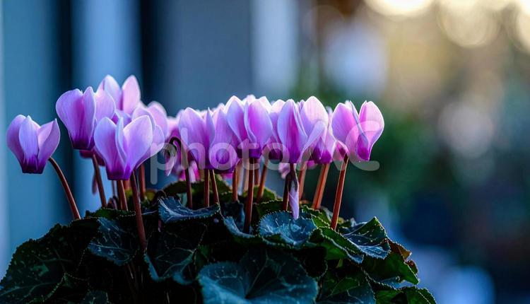 冬の花　シクラメン シクラメン,ピンク,自然の写真素材