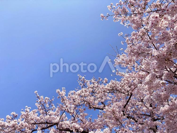 桜　春の風景 桜,さくら,春の写真素材