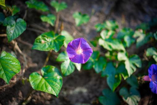 紫の朝顔のクローズアップ 花,植物,紫色の花の写真素材