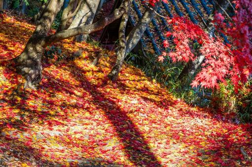 佐々木家住宅の秋景色⒂ 晩秋,紅葉,モミジの写真素材