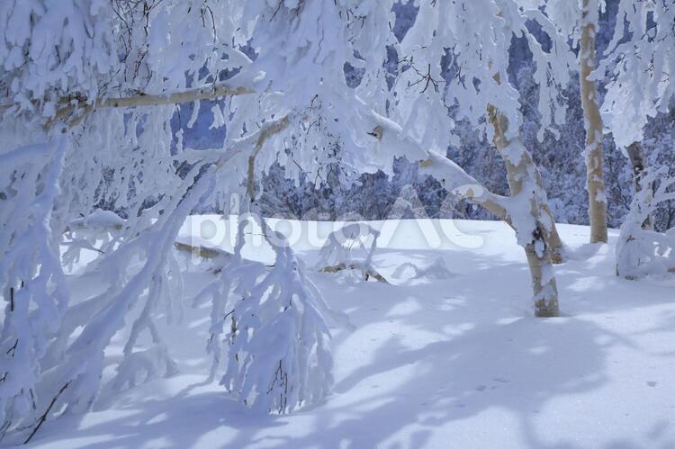 雪をまとって 冬,雪,樹氷の写真素材
