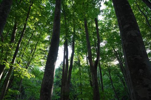森の中 森の中 美人林,森,森林の写真素材