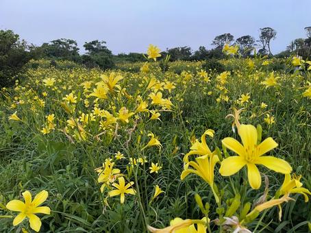 満開のゆうすげの里 満開のゆうすげの里 ゆうすげ,夕菅,自然の写真素材