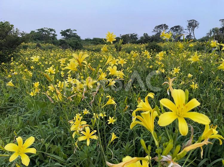 満開のゆうすげの里 ゆうすげ,夕菅,自然の写真素材