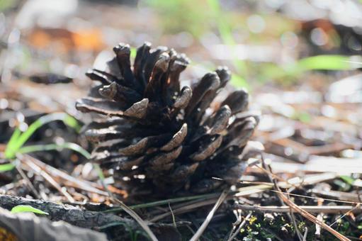松ぼっくりのクローズアップ マツボックリ,まつぼっくり,自然の写真素材