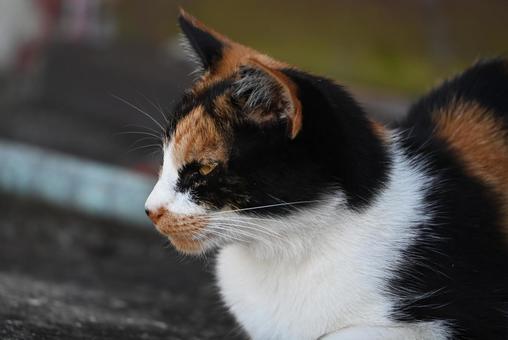 真鍋島の三毛猫 真鍋島の三毛猫 猫,動物,外の写真素材
