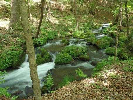 森林浴 エコ,グリーン,コピースペースの写真素材