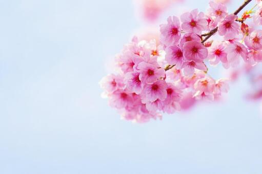 桜 桜,アップ,花の写真素材
