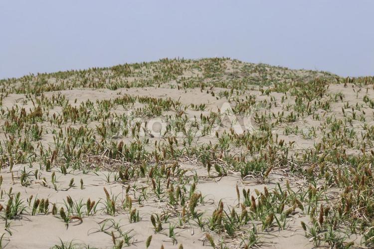 砂浜に生えているコウボウムギ 砂浜,植物,コウボウムギの写真素材