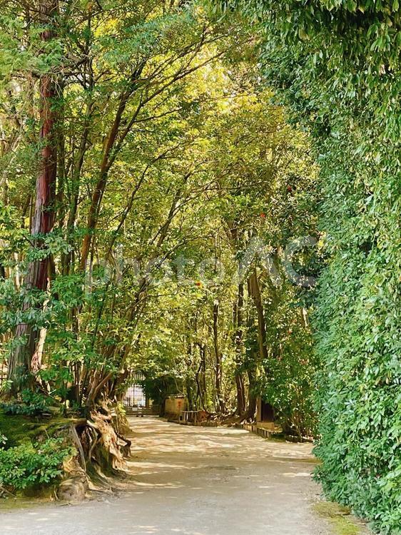 木漏れ日　トンネル 風景,木,トンネルの写真素材