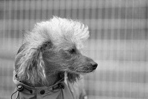 チャイニーズクレステッドのポートレート 犬,チャイニーズクレステッド,ペットの写真素材