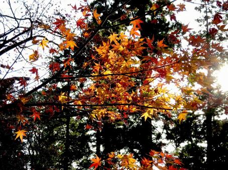 12月下旬、紅葉が残る郊外の林の風景 紅葉,葉,枝の写真素材