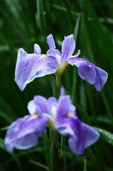 Pass the incense of Edo to now, JPG Pass the incense of Edo to now, plant, flower, iris, JPG