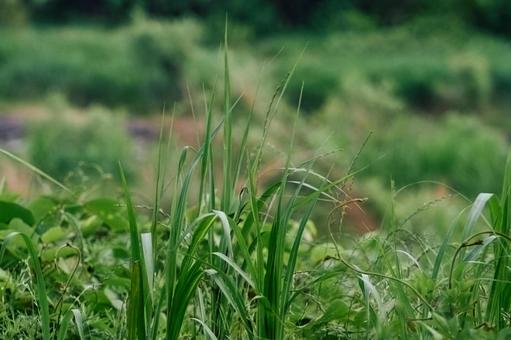 草 草の写真