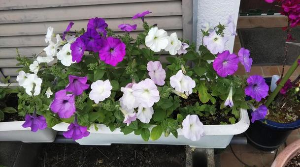 色鮮やかなペチュニアの写真