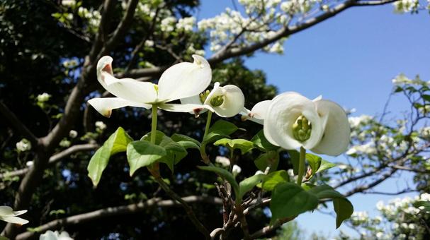 ハナミズキ・花水木 ハナミズキ・花水木の写真