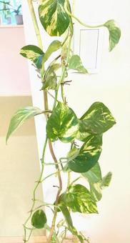 観葉植物　ポトス　超ロングサイズ吊り下げ 観葉植物,ポトス,ロングサイズの写真素材