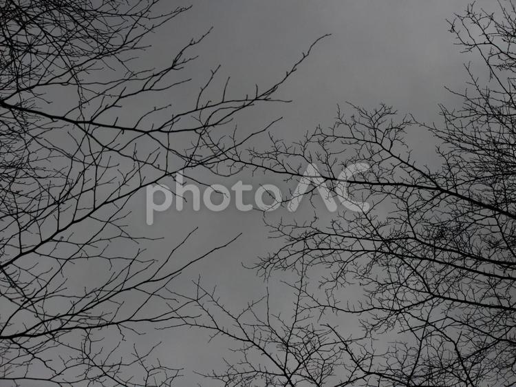 冬の木の枝 木の枝,冬空,曇り空の写真素材