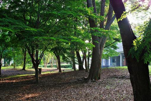 夏の公園の森にて 夏の公園の森にて 森,林,木陰の写真素材