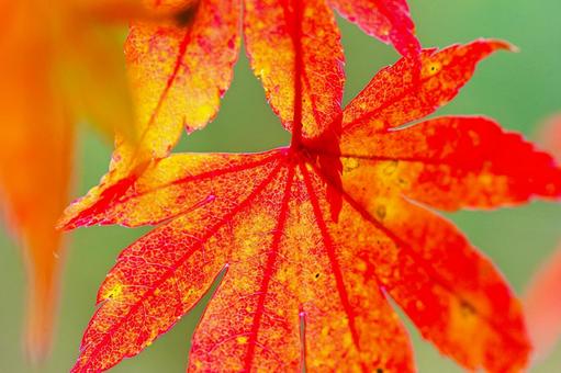 紅葉したイロハモミジの葉の写真