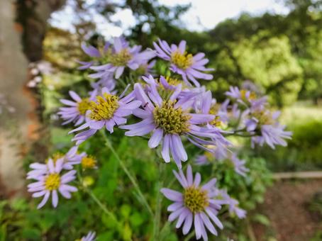 シオンの花 シオンの花の写真