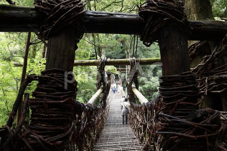 徳島県の「祖谷のかずら橋」 祖谷,祖谷のかずら橋,徳島の写真素材