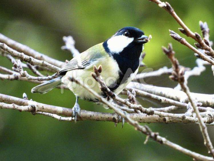木の芽を咥えるシジュウカラ 鳥,野鳥,シジュウカラの写真素材