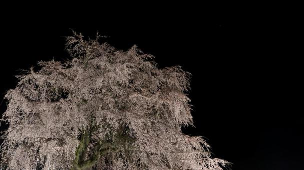 暗闇に浮かぶ桜の幻想 暗闇に浮かぶ桜の幻想 桜,暗闇,夜の写真素材