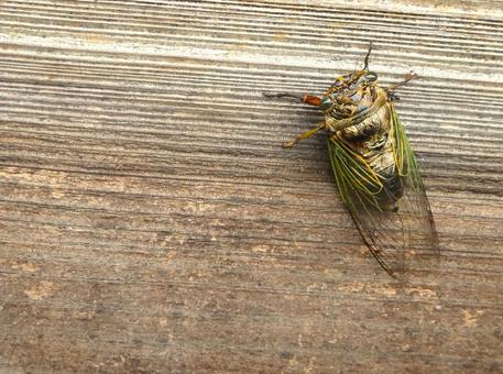 夏の風物詩 セミ 夏の風物詩 セミ 蝉,昆虫,セミの写真素材
