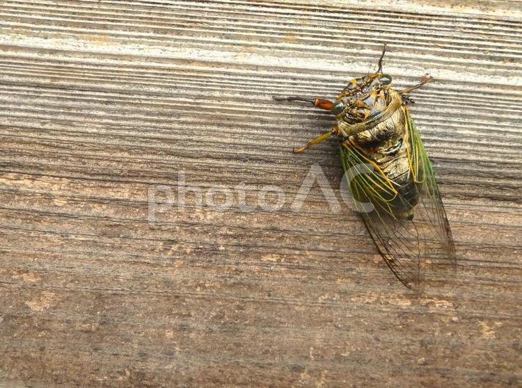 夏の風物詩　セミ 蝉,昆虫,セミの写真素材
