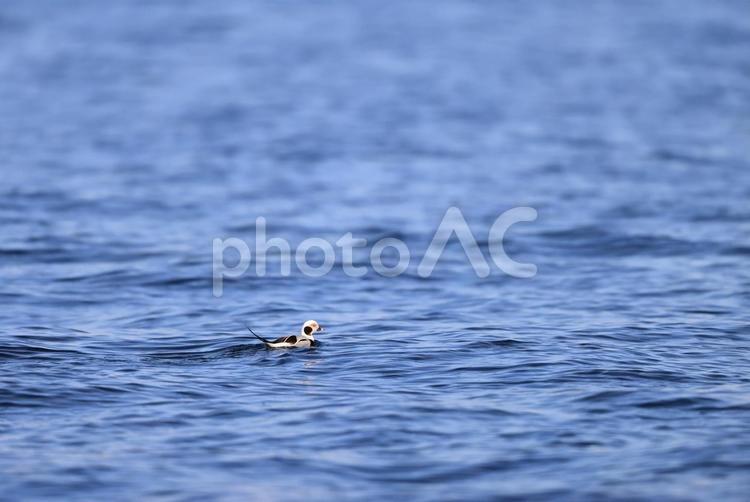 コオリガモ コオリガモ,冬鳥,海鳥の写真素材