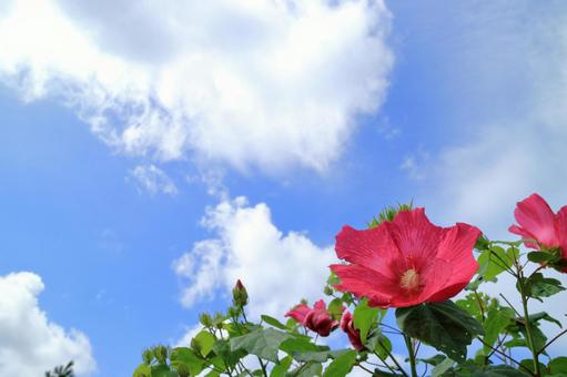 フヨウの花と青空 フヨウの花と青空の写真