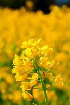 250504飯山市菜の花公園の写真