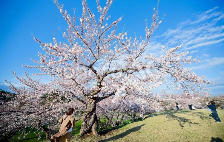 五稜郭公園の桜 ソメイヨシノ,染井吉野,五稜郭の写真素材