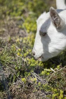 草を食べるヤギ ヤギ,可愛い,野原の写真素材